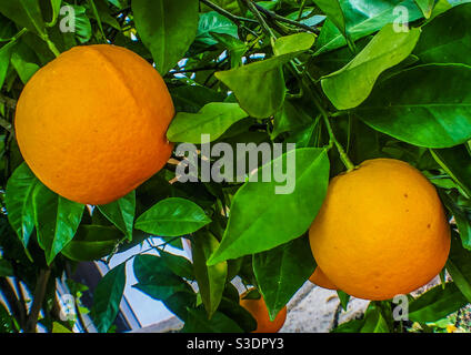 Oranges mûres accrochées à un arbre Banque D'Images