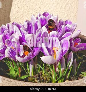 Une photographie des bourdons collectant le pollen de beaux crocus pourpres dans un pot de fleurs. Banque D'Images