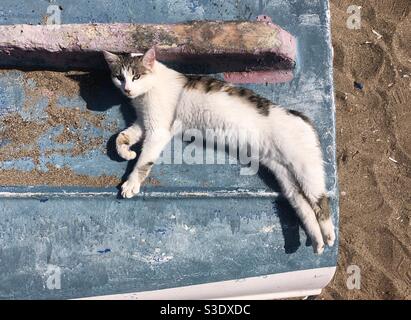 Chat errant allongé sur un bateau de pêche sur la plage par temps ensoleillé Banque D'Images