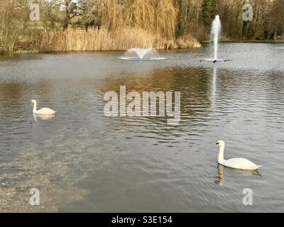 Sereine swans et fontaines à la maison Huish près de Old Basing Hampshire Banque D'Images