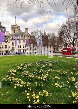 Fleurs printanières à l'extérieur du Queen Elizabeth II Centre, Westminster, Londres Banque D'Images