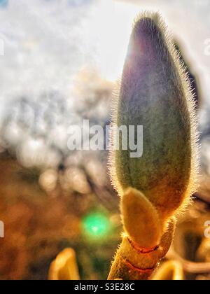 L'arbuste magnolia éclate au début du printemps Banque D'Images