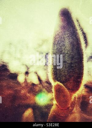 L'arbuste magnolia éclate au début du printemps Banque D'Images