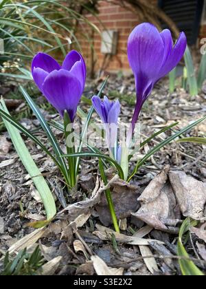 Vue latérale des crocus violets en fleur . Ressort à ressort. Banque D'Images