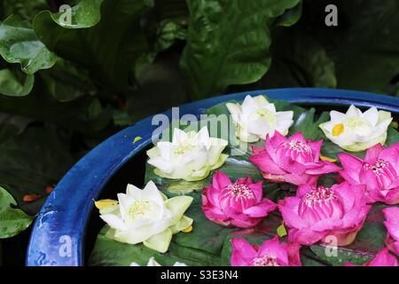 Fleurs de lotusflowers flottant dans un grand bol Banque D'Images