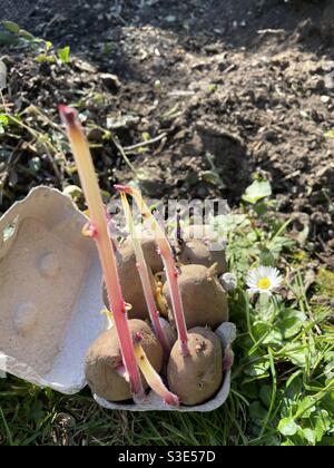 Germination des pommes de terre de semence dans une boîte à oeufs sur le sol prête à planter dans un jardin en Irlande. Banque D'Images
