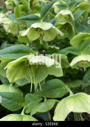 Rose verte de Lenten, plante d'Helleborus dans le jardin en croissance et en floraison en hiver Banque D'Images
