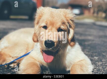 Un chiot Golden Retriever de 4 mois au printemps ensoleillé jour Banque D'Images