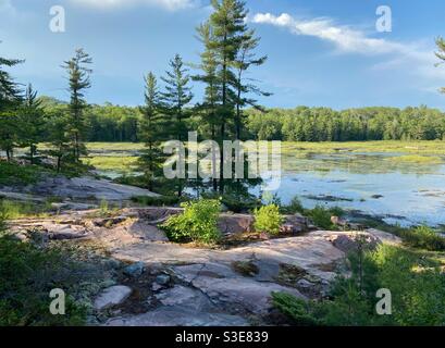 Cranberry Bog Trail - Parc provincial Killarney Banque D'Images