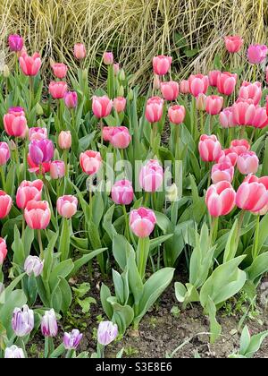 Un champ de tulipes roses brillantes en pleine floraison au début du printemps. Banque D'Images