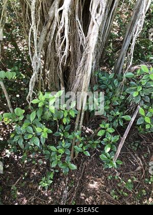 Les vignes de la Fig de Stronger poussent autour d'un palmier de chou, Green Cay nature Center et Wetlands, Boynton Beach, Floride. Banque D'Images