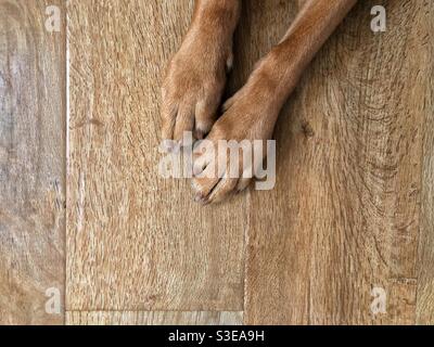 Pied selfie des jambes et des pattes d'un brun chien sur un parquet avec espace de copie Banque D'Images