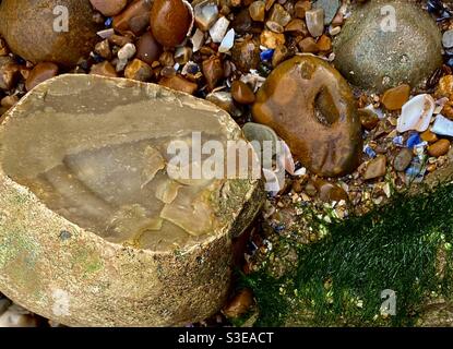 Rochers, cailloux, pierres et algues à marée basse dans les sables de Pett Level Kent UK connu pour ses chutes de falaise et ses découvertes fossiles. Banque D'Images