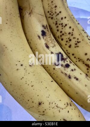 Gros plan de trois bananes mûres Banque D'Images