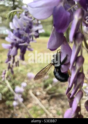 Gros plan de Bumblebee sur la fleur de wisteria Banque D'Images