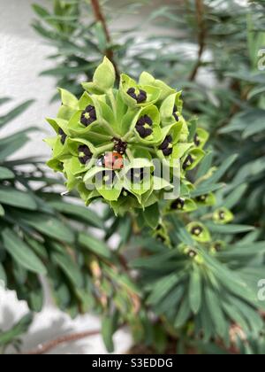 Coccinelle perchée sur une plante de sphaige albanaise Banque D'Images