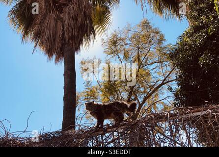 Chat errant sur la clôture contre le Filioque vert et les arbres Banque D'Images