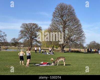 Oh Deer - un cerf de jachère dans Bushy Park obtient un peu trop près des pique-niques Banque D'Images