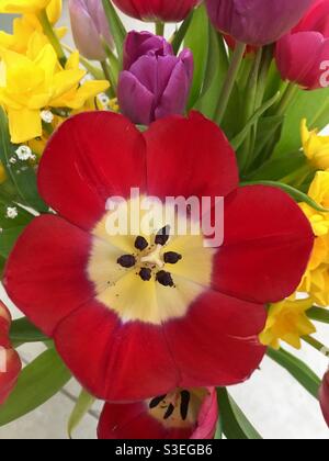 Tulipe rouge dans un bouquet de fleurs de printemps Banque D'Images