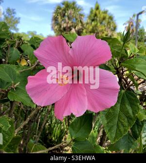 Grande fleur d'hibiscus rose de la famille des Malvaceae. Banque D'Images