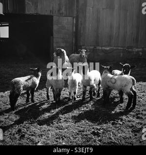 Deux moutons avec leurs agneaux à l'extérieur sur une ferme dans le North Yorkshire, Angleterre, Royaume-Uni Banque D'Images