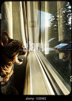 Un Chat Tigre Ressemble A Son Reflet Dans La Fenetre Photo Stock Alamy