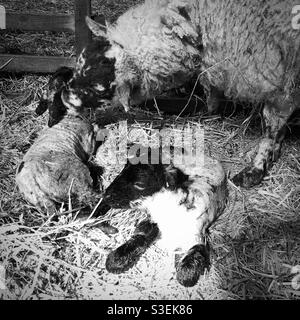 Brebis lécher et prendre soin de ses agneaux nés dans une ferme à l'intérieur, Royaume-Uni Banque D'Images