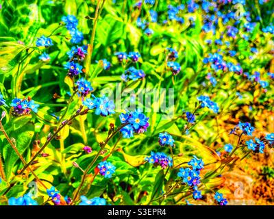 Blue Forget-me-nots (également connu une herbe de scorpion et myosotis) floraison dans le jardin dans des couleurs vives Banque D'Images