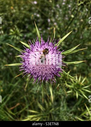 Abeille sur l'usine de chardon-Marie Banque D'Images