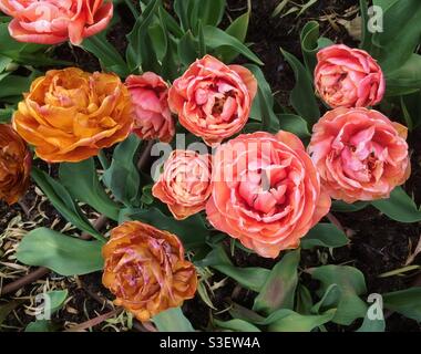 Tulipes doubles de pivoine rose et or, variété Gudoshnik Double, vue d'en haut Banque D'Images