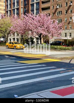 Un taxi jaune se déplace sous les cerisiers en fleurs roses sur Park Avenue à New York Banque D'Images