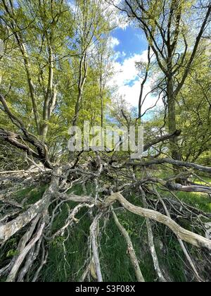 Branches tordues de l'arbre mort tombé sur fond de forêt Banque D'Images