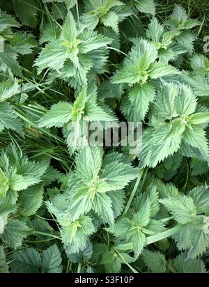 Orties (Urtica dioica) qui poussent parmi la longue herbe à la fin de l'automne. Cette plante à fleurs herbacée, originaire d'Europe, se trouve aujourd'hui dans de nombreux endroits dans le monde entier. Banque D'Images