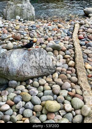 Oiseau de mer inca perché sur un rocher (Larosterna Inca) Banque D'Images