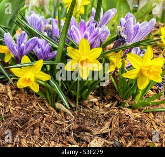 Jonquilles naines et fleurs de crocus dans le jardin du printemps. Banque D'Images