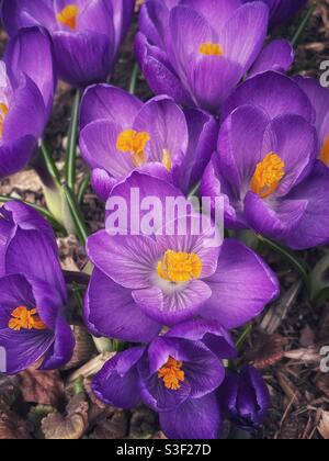 Fleurs de crocus pourpres. Banque D'Images