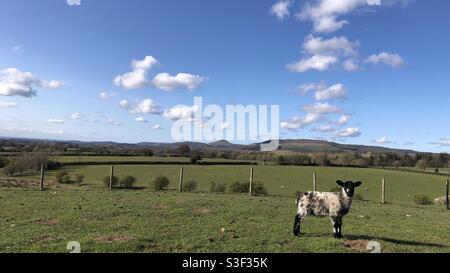 Agneau simple dans un champ près de la garniture de roseberry, North Yorkshire, Angleterre, Royaume-Uni Banque D'Images