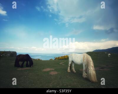 Une photographie de chevaux sauvages à la baie de Rhossili, sur la péninsule de Gower, au pays de Galles, au Royaume-Uni, le week-end des vacances de printemps Banque D'Images