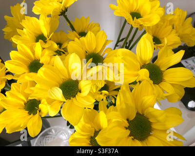Vue rapprochée des fleurs de chrysanthème jaune. Banque D'Images