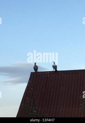 2 pigeons sur le toit en silhouette Banque D'Images