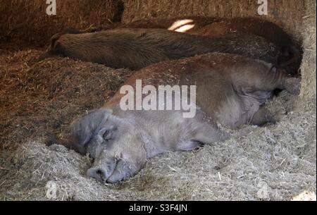 Deux cochons endormis dans leur hâtive Banque D'Images