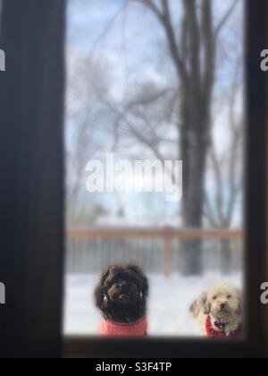 Deux chiens Bichons Havanais portant des chandails regardant à travers UN verre glissant Porte attendant de venir de l'hiver froid Banque D'Images