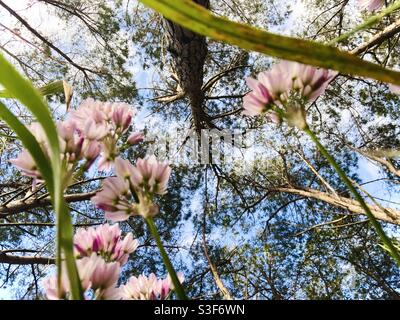 Des fleurs sauvages roses et blanches au premier plan encadrent le sommet d'un grand pin en arrière-plan, contre un ciel bleu vif. Banque D'Images