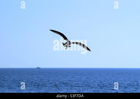 Grande silhouette d'un mouette volant au-dessus de la mer Banque D'Images
