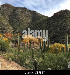 Automne à Sabino Canyon à Tucson, Arizona. Les cactus Saguaro, les arbres Cottonwood et quelques collines en arrière-plan. Banque D'Images