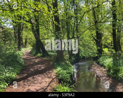 Fleurs d'ail sauvages bordant un sentier et un ruisseau dans le Hampshire ROYAUME-UNI Banque D'Images