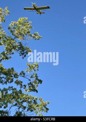 Un plumeau de récolte jaune survolant l'arbre Banque D'Images