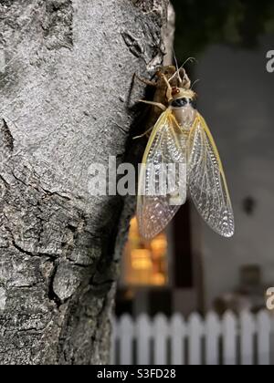 Après avoir émergé du sol et avoir excrété son exosquelette, une cicada de 17 ans repose sur un arbre pour permettre à ses ailes de sécher. Banque D'Images