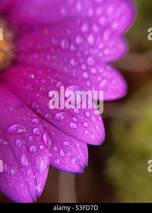 Gros plan des gouttes de pluie sur les pétales de fleurs Banque D'Images