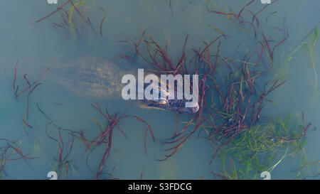 Alligator Banque D'Images